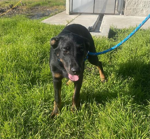 adoptable Dog in Lathrop, CA named FAITH