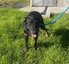 adoptable Dog in lathrop, CA named FAITH