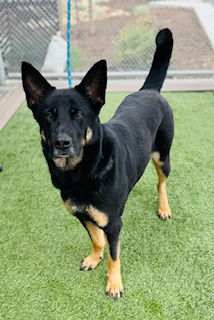 adoptable Dog in Lathrop, CA named RAVEN