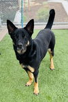 adoptable Dog in lathrop, CA named RAVEN