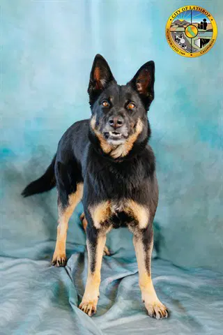 Raven - German Shepherd Dog