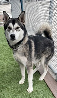 adoptable Dog in Lathrop, CA named MEEKO