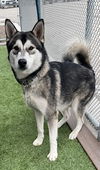 adoptable Dog in lathrop, CA named MEEKO