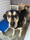adoptable Dog in lathrop, CA named BENNY