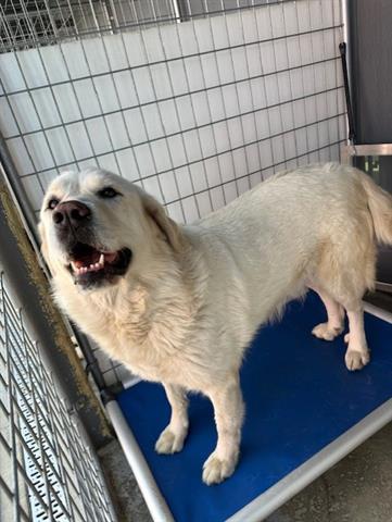 adoptable Dog in Lathrop, CA named CLOUD