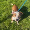 adoptable Dog in  named BRUNO AKA COCO