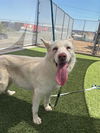 adoptable Dog in lathrop, CA named BABY BELL