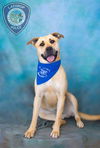 adoptable Dog in  named JOJO