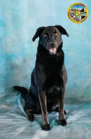 Boadie - Labrador Retriever