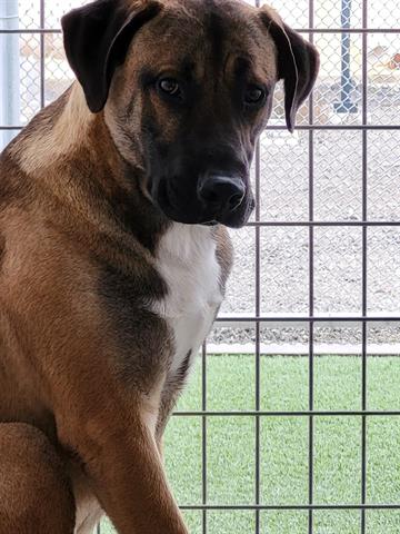 Black Mouth Cur