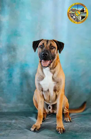 Marty - Black Mouth Cur