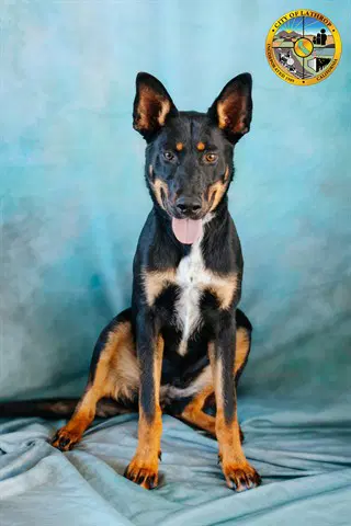 Pixie - Australian Kelpie
