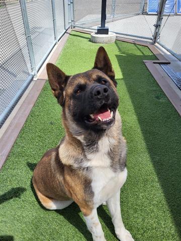 KUMA