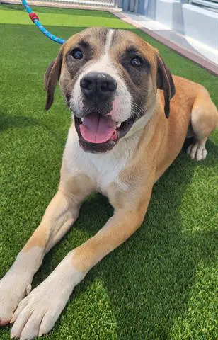 Scooter - Mastiff