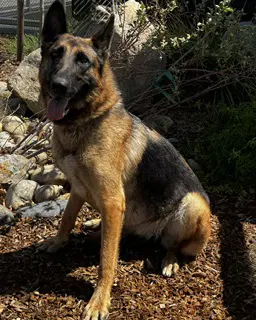 Lizzy - German Shepherd Dog