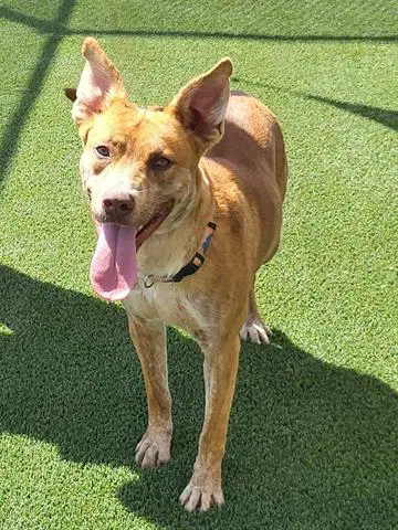 Kylie - Queensland Heeler