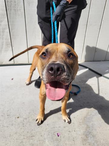 DEXTER, a dog for adoption from Lathrop Animal Services