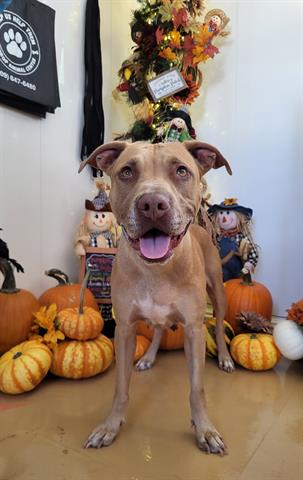 DIAMOND, a dog for adoption from Lathrop Animal Services