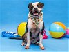 adoptable Dog in miami, FL named SAMUEL
