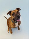 adoptable Dog in  named LUNEY
