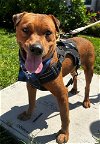 adoptable Dog in miami, FL named CARLOS