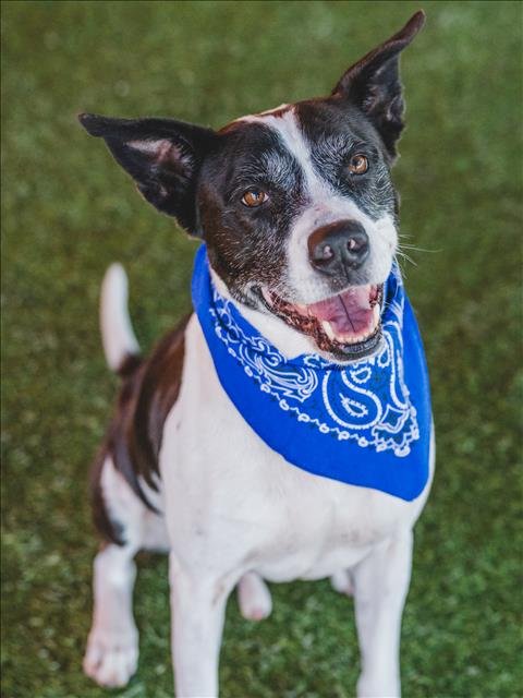 adoptable Dog in Miami, FL named CHAMPION
