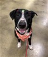 adoptable Dog in  named OLLIE