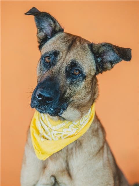 adoptable Dog in Miami, FL named REESE