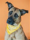 adoptable Dog in miami, FL named REESE