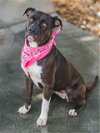 adoptable Dog in  named COCOSELLE