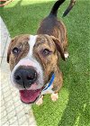 adoptable Dog in miami, FL named CAIRO