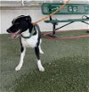 adoptable Dog in miami, FL named CARSON