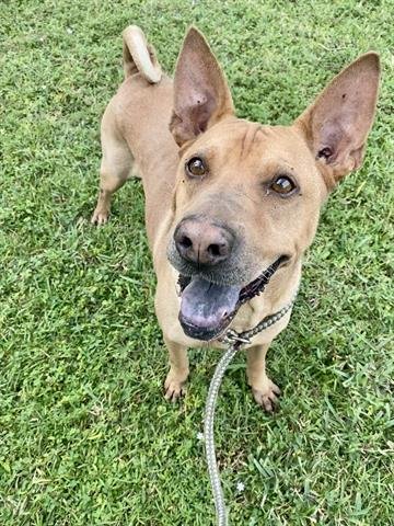 adoptable Dog in Miami, FL named NINO