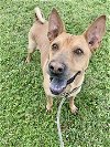 adoptable Dog in miami, FL named NINO