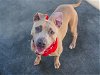 adoptable Dog in miami, FL named OHNO