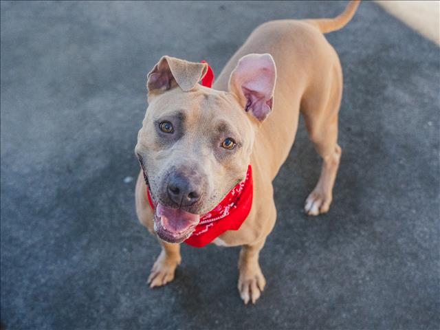 adoptable Dog in Miami, FL named OHNO