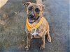 adoptable Dog in miami, FL named STARBUCKS