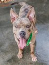 adoptable Dog in  named REX