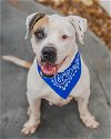 adoptable Dog in  named ROCCO