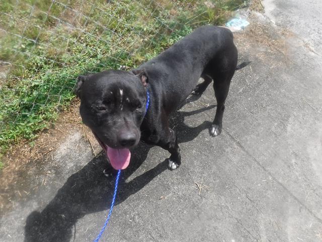 adoptable Dog in Miami, FL named LOGAN