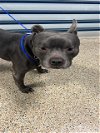 adoptable Dog in miami, FL named PERCIVAL
