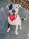 adoptable Dog in miami, FL named BUDDY