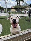 adoptable Dog in  named WILLY