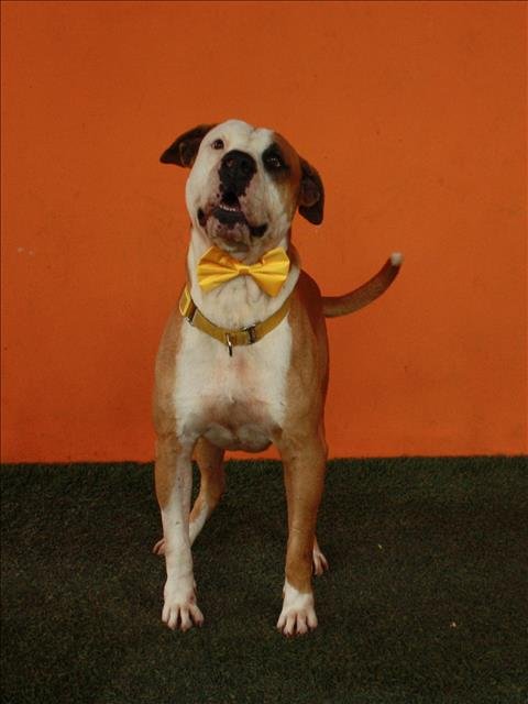 adoptable Dog in Miami, FL named TITUS