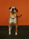 adoptable Dog in miami, FL named TITUS