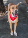 adoptable Dog in miami, FL named OTTO