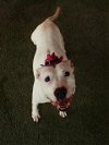 adoptable Dog in miami, FL named SHEILA