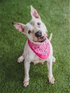 adoptable Dog in  named SHEILA