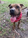 adoptable Dog in miami, FL named WREN