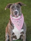 adoptable Dog in  named CORALINE